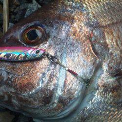 初めてのマダイ