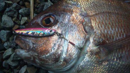 初めてのマダイ