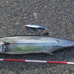 ひさしぶり～サゴシ～