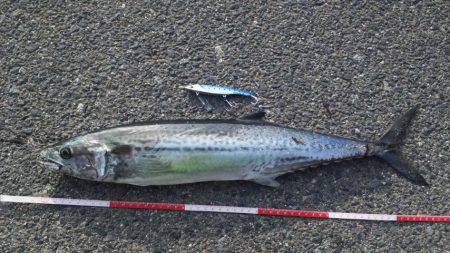 ひさしぶり～サゴシ～