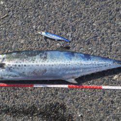 サゴシ連続釣行