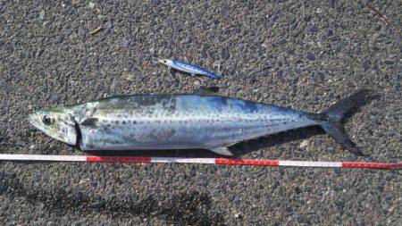 サゴシ連続釣行