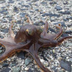 雨の中期待を裏切らない尺アジ