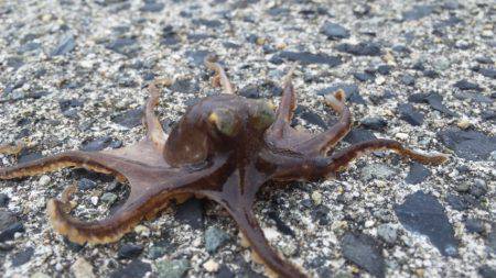雨の中期待を裏切らない尺アジ