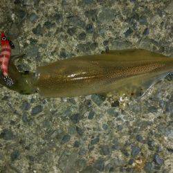 ヤリイカゲット