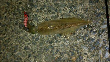 ヤリイカゲット