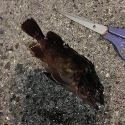 やっぱり寒すぎ