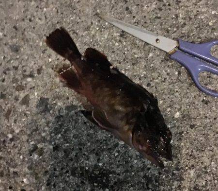 やっぱり寒すぎ