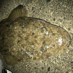 今年の初魚は！