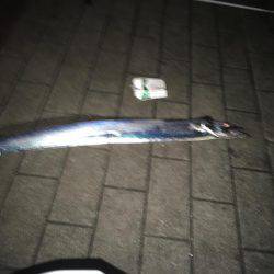 なかなかいい釣果