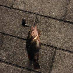 落とし込み釣り