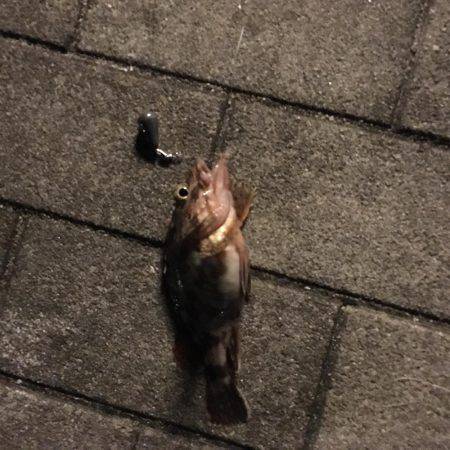 落とし込み釣り