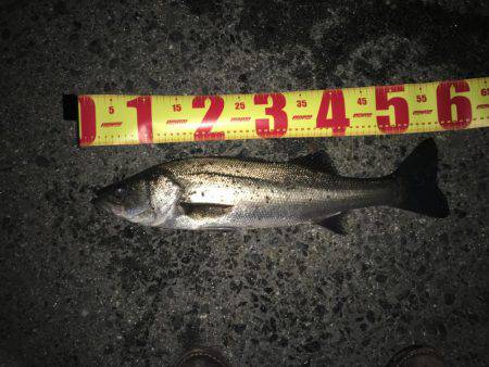 ショアジギ出来ないから….