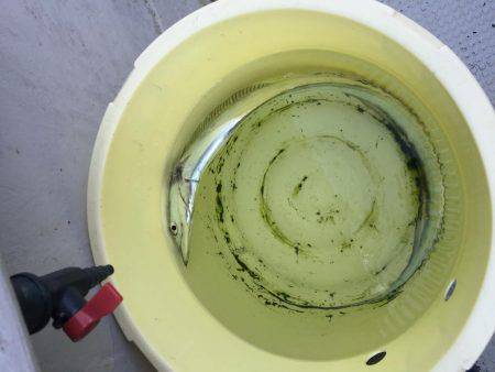 苦戦のタチウオテンヤ