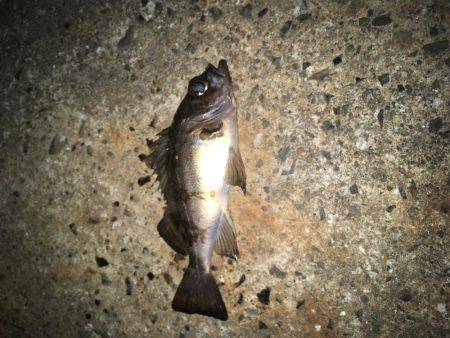 初釣りメバリング