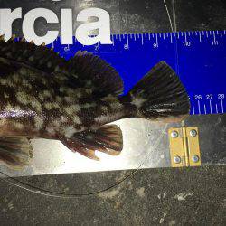 爆風でもナイトチヌゲーム