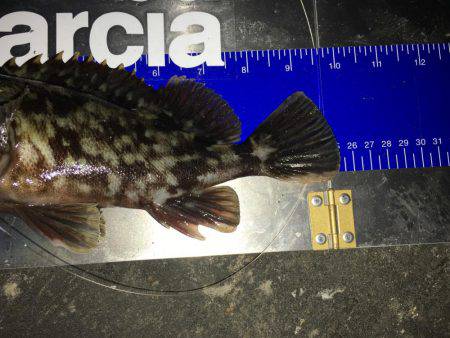 爆風でもナイトチヌゲーム