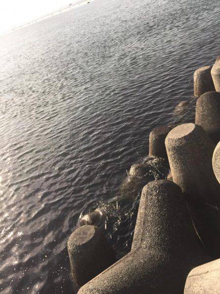 意地の2匹Getだぜ！