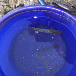 今年初のワカサギ 激渋でした