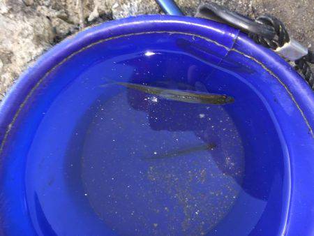 今年初のワカサギ   激渋でした