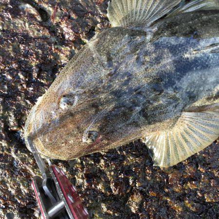 フラフラっとフィッシュ