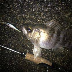 シャッドにメバル