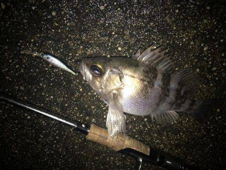 シャッドにメバル