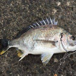 フラットフィッシュ