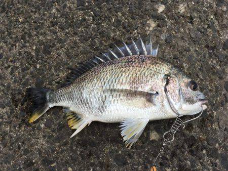 フラットフィッシュ