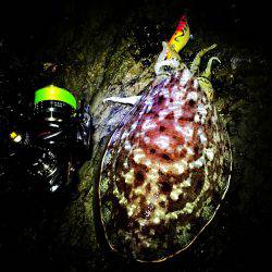 コウイカ狙いで