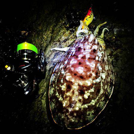 コウイカ狙いで