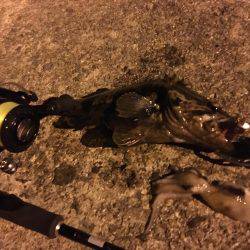 尺オーバータケノコメバル‼️