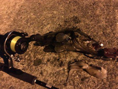 尺オーバータケノコメバル‼️