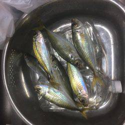 大アジを求めて撃沈