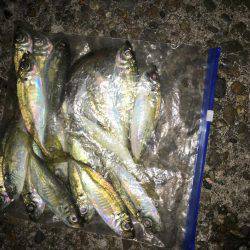 落ちギスも終わり?