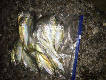 落ちギスも終わり？