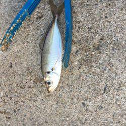 アジがいました