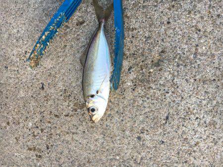 アジがいました