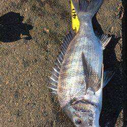 デカチヌゲット