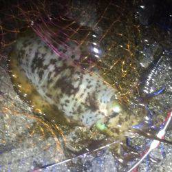 新年１発目です。