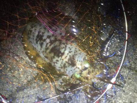 新年１発目です。