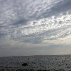 サーフシーバス