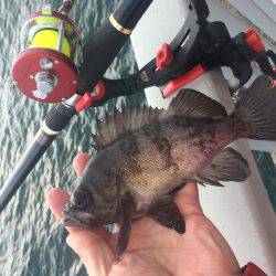 初釣り、初バックラ…（投げ練8日目）