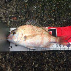 今日から戎さんやん(投げ練10日目)