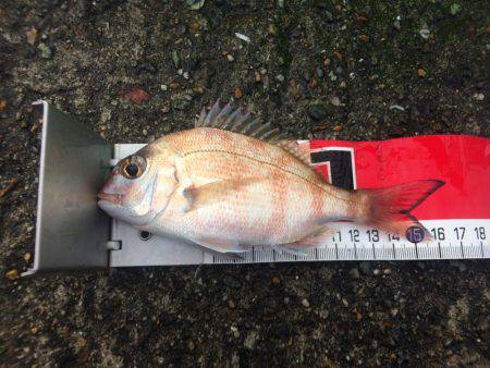 今日から戎さんやん（投げ練10日目）