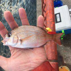 マダイはもう無理?