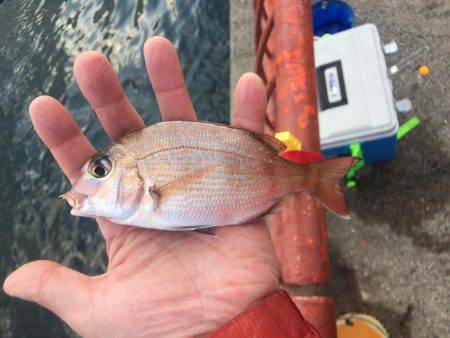 マダイはもう無理？