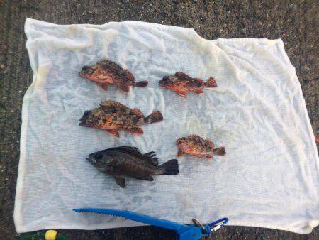 コブ取り成らず