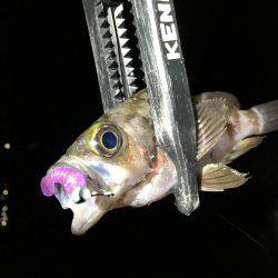 メバルシーズン