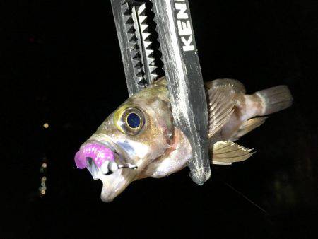 メバルシーズン